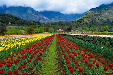 Kashmir Holiday Tour